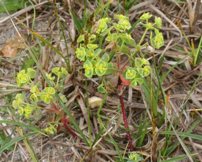 Fig. 57 Euphorbia portlandica
