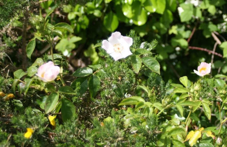 Fig. 98 Rosa spinosissima